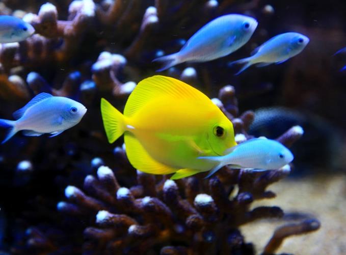 L'aquarium de Saint Malo